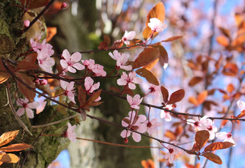Blooming pink sakura tree. Closeup of branches and flowers.