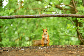 The red squirrel or Eurasian red squirrel is a species of tree squirrel in the genus Sciurus common...