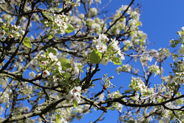 Blooming old wild apple tree on a background of the blue spring sky.