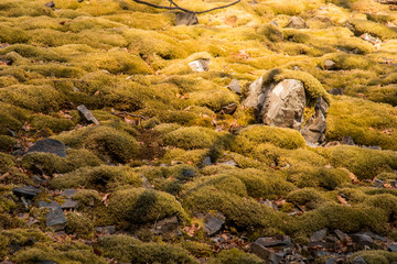 Asturias, Spain. The Muniellos Nature Reserve (Reserva natural integral), protected area of woodland along the valley of the river Muniellos-Tablizas