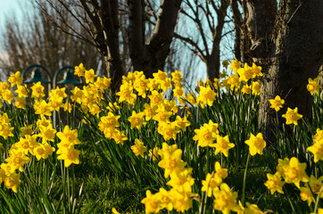 Daffodils in summer