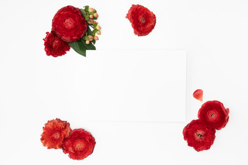 Red Ranunculus flower Flat lay with copy space background