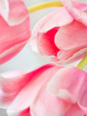 beautiful petals of pink tulips in close up view