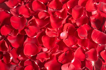 Płatki r&oacute;ż na białym tle