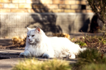 White cat basks in the sun.