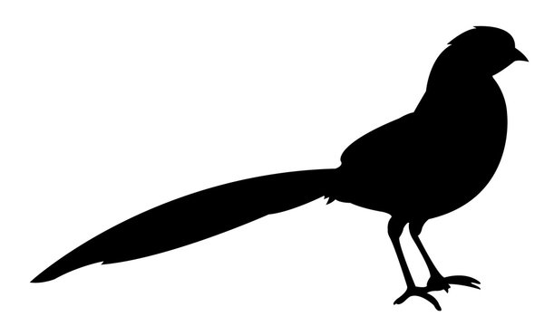 recommend clip art: a bird body silhouette vector