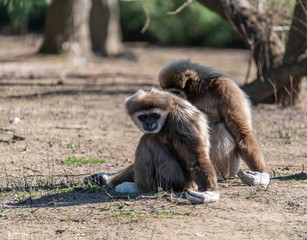 Gibbone dalle mani bianche assieme ad un compagno, che si riposano nella natura selvaggia