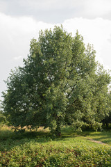 Old single big tree against the sky