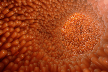3D illustration close-up Intestinal villi. Intestine lining. Microscopic villi and capillary. Human intestine. Concept of a healthy or diseased intestine