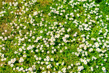 Obraz na płótnie Canvas Floral concept. Daisy background in bloom top view