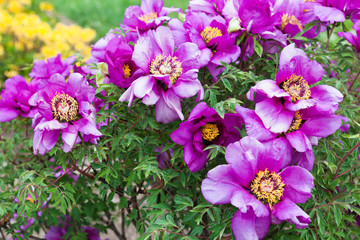 Beautiful horizontal close up background with bright vivid big lilac anemone flowers with fresh green leaves