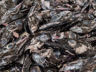 Fischköpfe des schwarzen Degenfisches, Delikatesse Madeira
