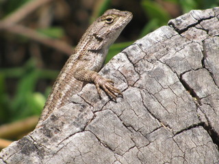 Lizard on Log