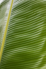 Texture of banana leaf