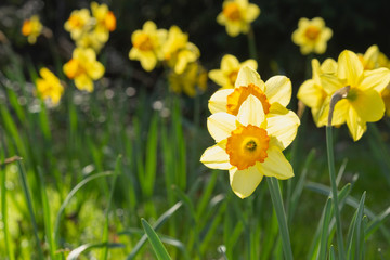Narzissen hell von der Sonne durchleuchtet. Im Hintergrund weitere Narzissen von der Sonne beleuchtet.