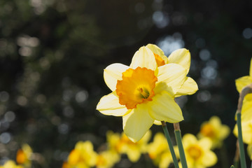 Narzissen hell von der Sonne durchleuchtet. Im Hintergrund weitere Narzissen von der Sonne beleuchtet.
