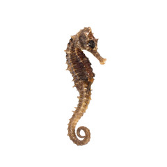 Closeup of a sea horse swimming on a white background