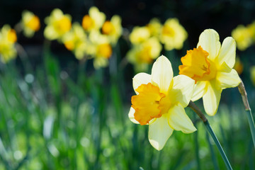 Narzissen hell von der Sonne durchleuchtet. Im Hintergrund weitere Narzissen von der Sonne beleuchtet.
