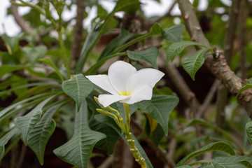 Flower in the garden
