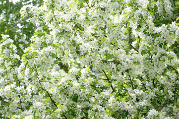 white sakura flower or Apple tree blossoms