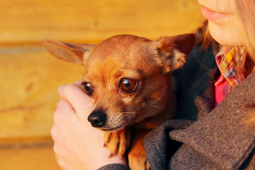 Cropped Shot Of An Owner And Pet. Young Girl Holding A Dog, Close Up. Young Woman Holding A Chihuahua Dog.