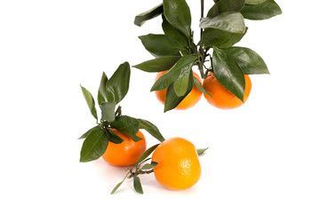 Tangerines with green leaves on a white background