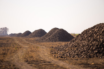 The harvest of sugar beet is piled on the field. Theme is agricultural and rural. On a sunny day, autumn is a view towards the horizon.