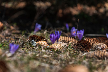 Spring flowering bulbs of purple Crocus vernus flower. 