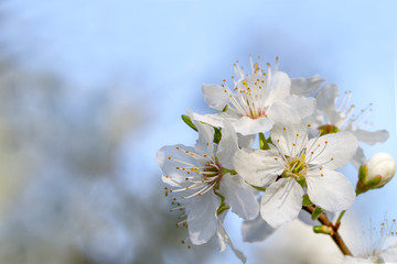 Blossom tree over in the spring garden . Flowers of the cherry blossoming.  Beautiful Spring natural Background . 
