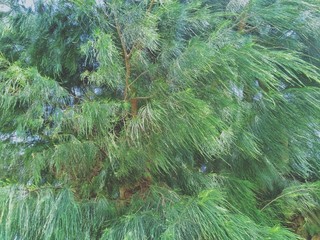 Beautiful green pine leaves