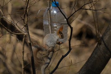Squirrel in the park in early spring
