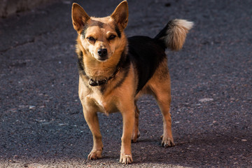 Naklejka na ściany i meble dog