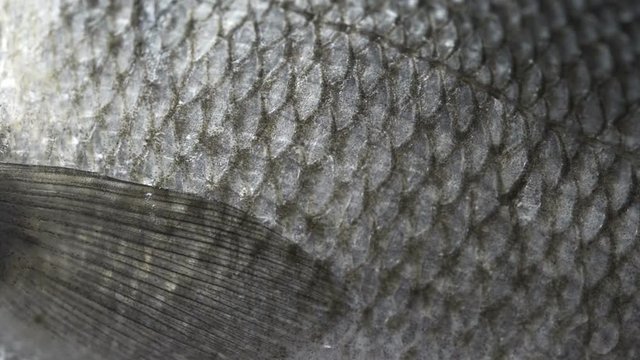 Raw seabass, close up
