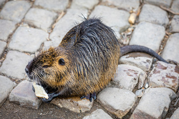 Close-up of Nutria eats an carrot on embankment near Charles Bridge in Prague, posing on the banks of the Vltava