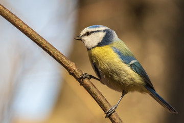 Bright  blue tit sits on a branch in the park and looks at the photographer. City birds. Blurred background. Close-up. Wild nature. Spring soon.