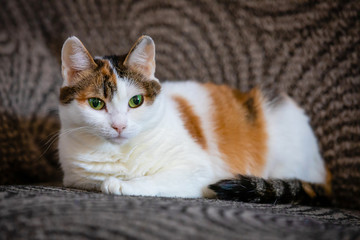 Cute tricolored cat lying on sofa at home