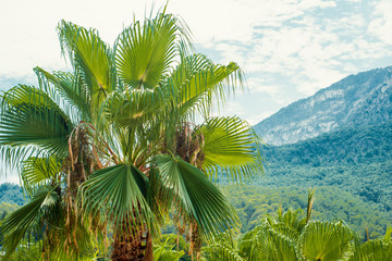 Fototapeta na wymiar Top of palms on junge, sky and mountains background. Tropical landscape