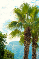 Palms on junge, sky and mountains background. Tropical landscape