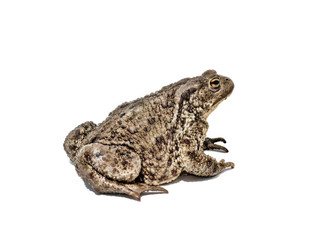 Toad shot on white