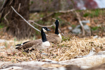 ducks in the water