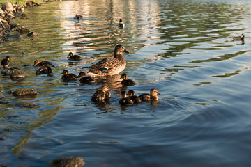 Family of ducks in the water