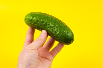 A man cook hand holding a colorful fresh green cucumber, isolated on yellow background. White male hand showing a fresh delicious tomato.