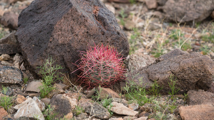 California Barrel Cactus (Ferocactus cylindraceus) growing wild in the Mojave desert. 