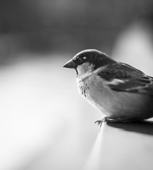 schwarz wei0 vogel auf zaun