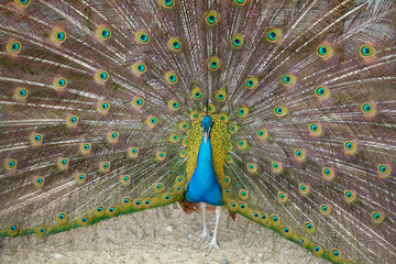 Naklejka premium Blue Peacock. A male blue peacock with colorful open feathers filling the entire frame.