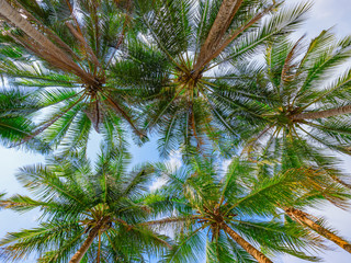 Coconut palms in perspective against the sky