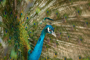 Fototapeta premium Adult male blue peacock showing its colorful feathers, close up portrait.