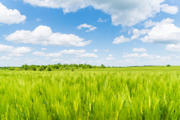 Summer landscape, green rye field
