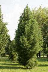 Green grass and forest landscape under blue sky