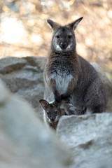 cute Red-necked Wallaby kangaroo (Macropus rufogriseus) Female with looking small baby in bag
